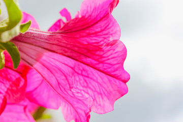 Bright pink petunias against the background of the sunny sky. Summer, flowers blossom. Pink petals of flowers on a light background.
