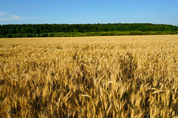 Rural scenery of golden wheat field and forest on a sunny day
