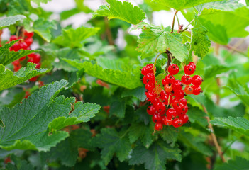 Red Currants Growing In The Garden, Summer Harvest