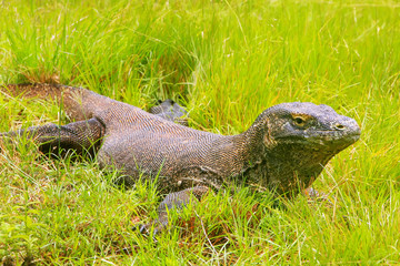 Komodo dragon lying in grass on Rinca Island in Komodo National Park, Nusa Tenggara, Indonesia