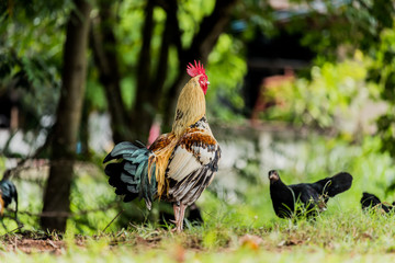 rooster or chicken on traditional free range poultry farm © sanpom