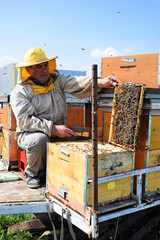 Beekeeper and his mobile beehives in oilseed rape farmland during spring    