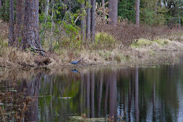 blue heron at lake