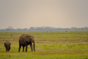 Fototapeta premium Elephant front view with his cub in the savannah of Amboseli Park in Kenya