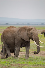 Naklejka na ściany i meble Elephant with ears forward in the savannah of Amboseli Park in Kenya