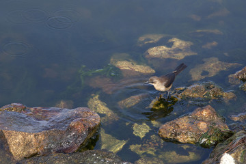 little brown bird