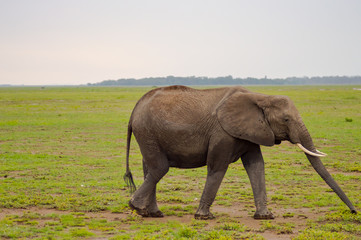 Naklejka na ściany i meble Huge elephant isolated on the trail in the savannah of Amboseli Park in Kenya