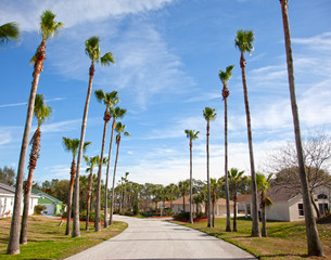 a winding lane with palm trees
