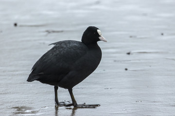 Blässhuhn (Fulica atra)