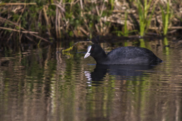 Blässhuhn (Fulica atra)
