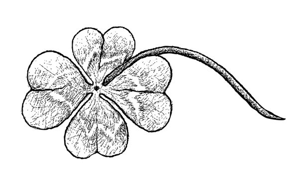 Symbols for Fortune and Luck, Illustration Hand Drawn Sketch of Fresh Four Leaf Clover Plants or Shamrock for St. Patricks Day Celebration.