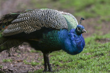 Obraz premium Blauer Pfau (Pavo cristatus)