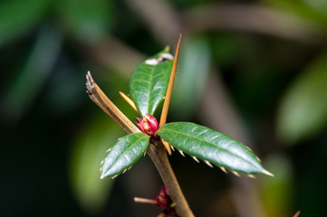 Blüte mit Stachel