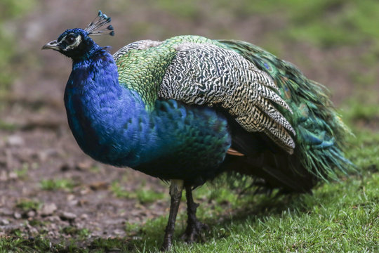 Blauer Pfau (Pavo cristatus)