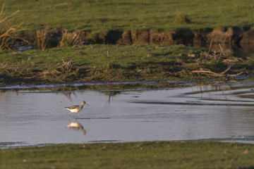 Bruchwasserläufer (Tringa glareola)