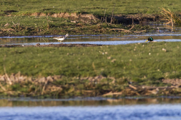 Bruchwasserläufer (Tringa glareola)