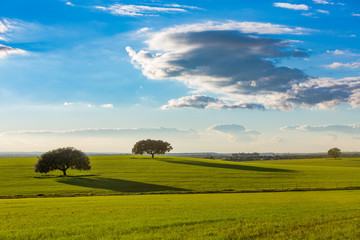 Fields of the Dehesa de Extremadura with its farmland
