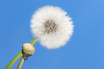 Obraz premium Pusteblume und Himmel blau im Hintergrund