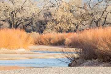 Rio Grande River in winter, north of Albuquerque, New Mexico, with coyote willows and cottonwood trees © hansstuart1nm