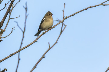 Obraz premium Buchfink (Fringilla coelebs)