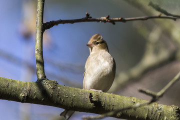 Buchfink (Fringilla coelebs)
