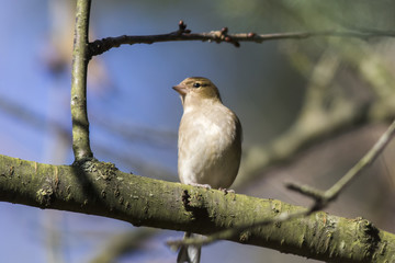 Buchfink (Fringilla coelebs)