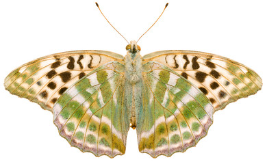 The Silver-washed fritillary Argynnis paphia valesina beautiful butterfly isolated on white background. Ventral view of Argynnis butterfly.