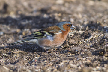 Buchfink (Fringilla coelebs)