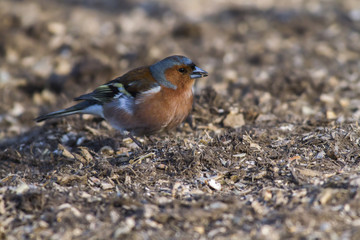 Buchfink (Fringilla coelebs)
