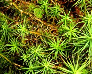 Small plants closeup