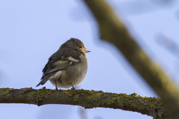 Fototapeta premium Buchfink (Fringilla coelebs)