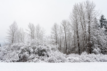 Winter landscape of a field with evergreen and deciduous trees in the background