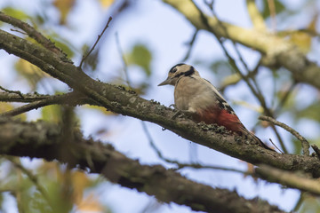 Buntspcht (Dendrocopus major)