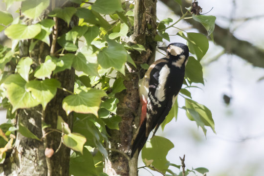 Buntspcht (Dendrocopus major)