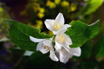 shooting from above. on the table, fresh flowers Background texture.
