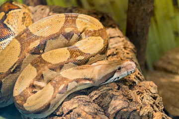 A poisonous snake is preparing to attack its prey.