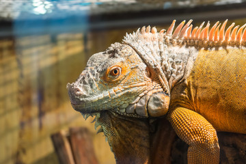 Adult iguana on wood. A large male iguana.