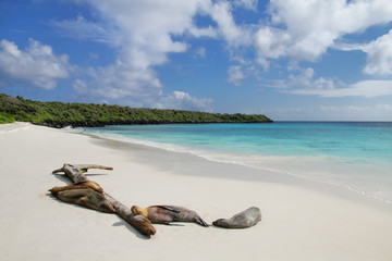 Group of Galapagos sea lions resting on sandy beach in Gardner Bay, Espanola Island, Galapagos...