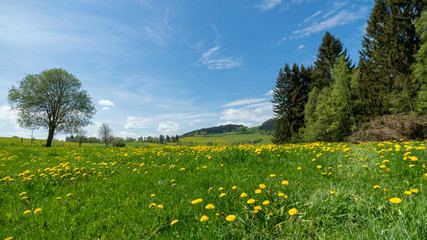 Yellow Dandelion meadows under clear blue sky and pine forest in Czech Republic