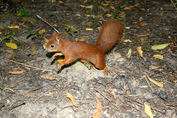 Obraz premium Jumping red squirrel