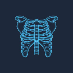 Spine structure. Front and side view. Human skeleton, medicine. 3d vector icon