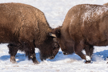 American Bison Bulls Butting Heads in the Snow