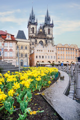 Fototapeta premium Tyn Church, Old square in the morning with yellow flowers in foreground
