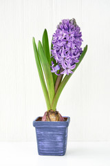 Blue hyacinth flowers in blue pot on white wooden background. 