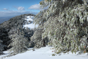 Fototapeta na wymiar Pines Trees With Icicles In Etna Park, Sicily