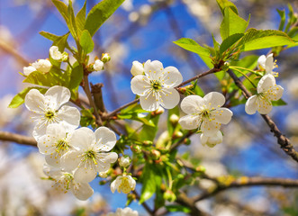 Flowers of apple. Bright spring background.