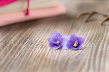 Obraz na płótnie Canvas Close up, top shot of sweet violet flowers in white snail shell on rustic, white wooden table background, selective focus, space for text, minimal spring or easter concept