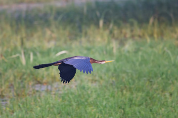 Oriental darter (Anhinga melanogaster) flying in Keoladeo Ghana National Park, Bharatpur, India.