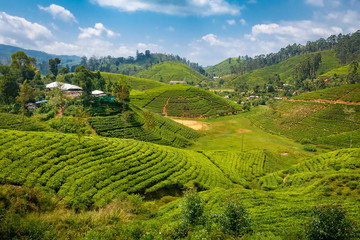 Obraz premium Tea plantation in up country near to Ella, Sri Lanka