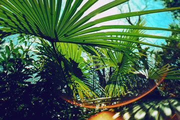ombre de palmier ensoleillé  - 191927578